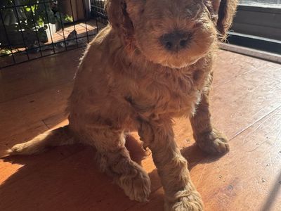 Golden Doodles F1b Mini