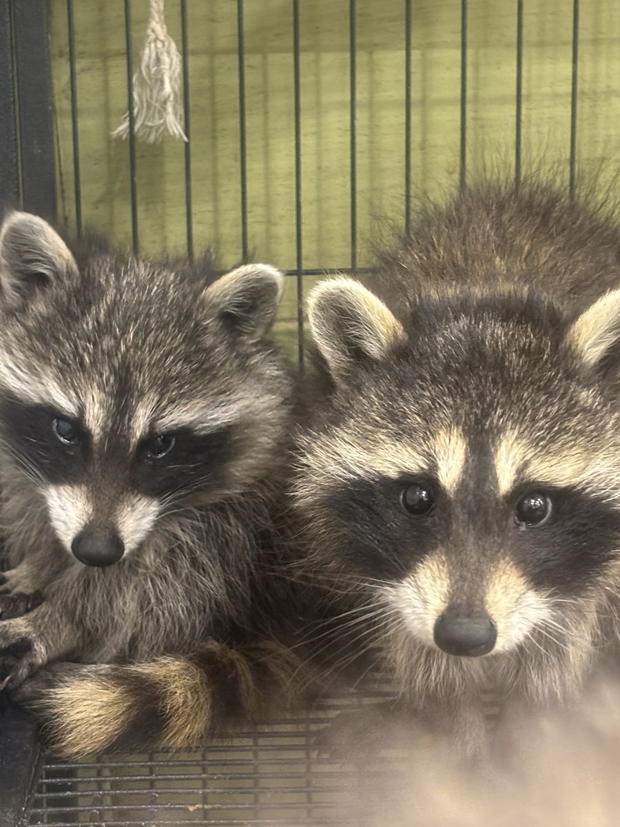 Raccoons