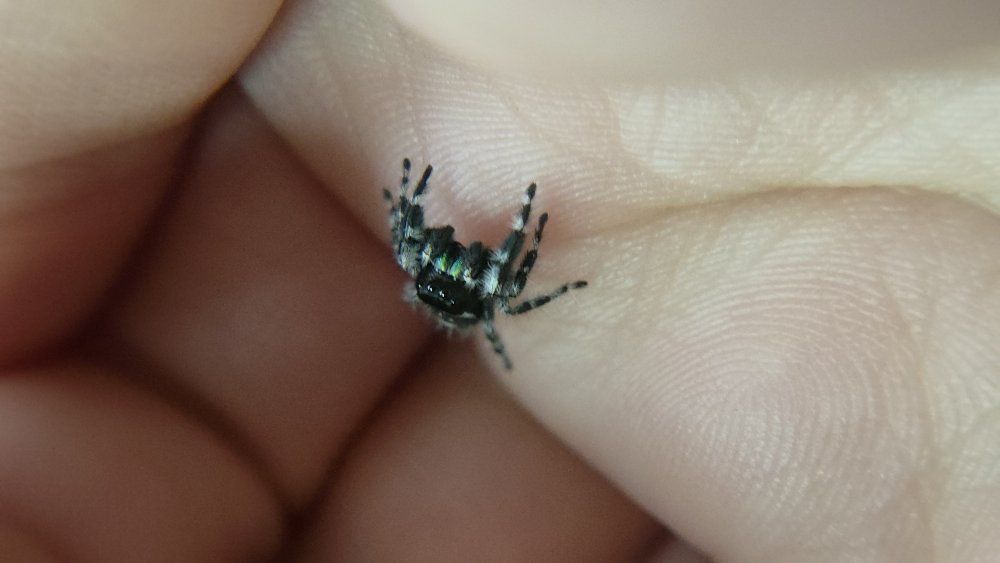 $5 sale!!! mini jumping spiders