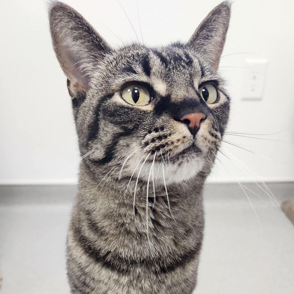 Hello my name is Gigi