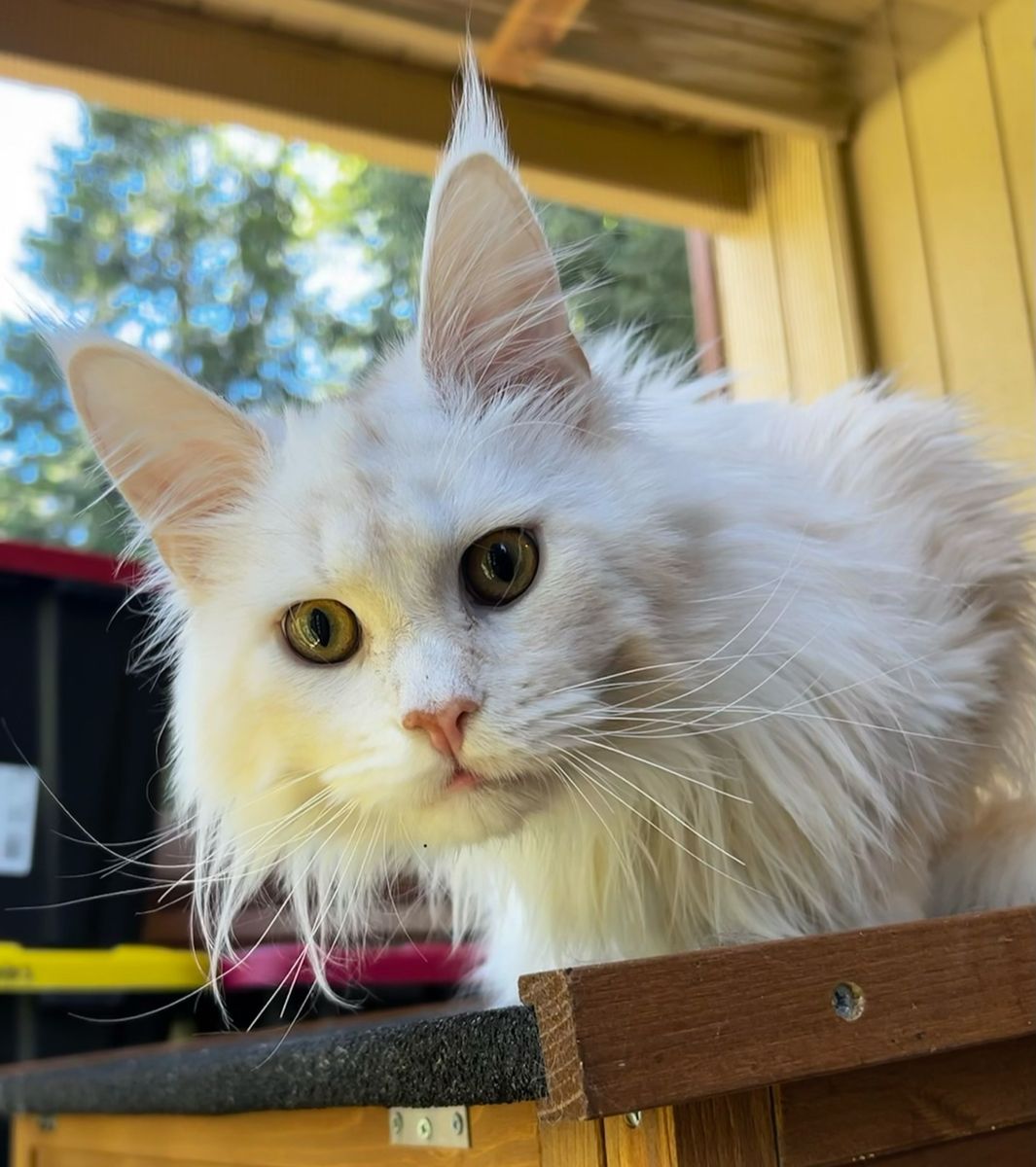 Red Silver shaded Maine Coon male (11 mos)