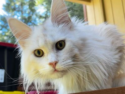 Red Silver shaded Maine Coon male (11 mos)