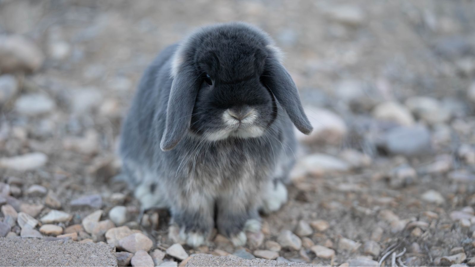 Holland lop bunny (blue otter) 