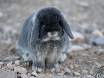 Holland lop bunny (blue otter)