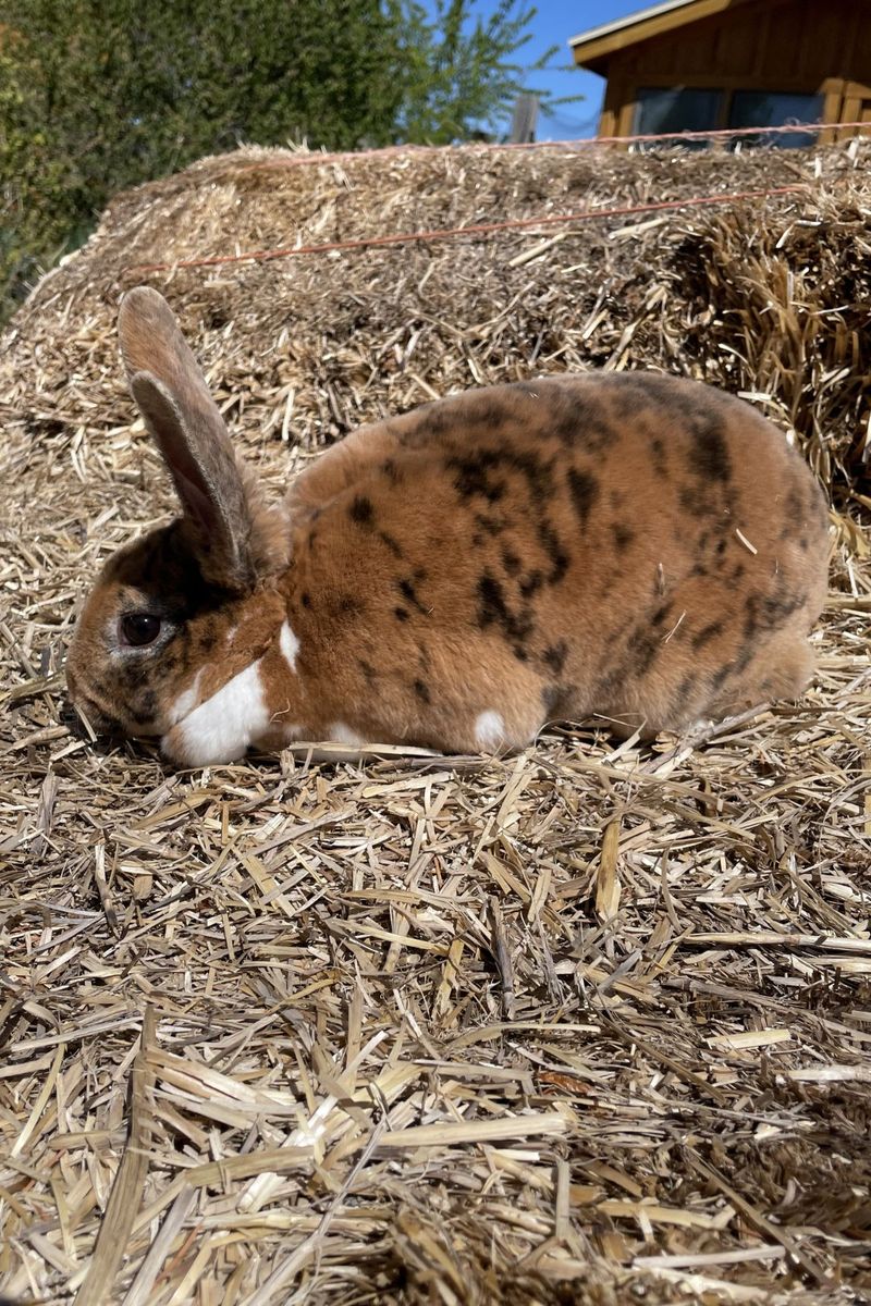 Standard Rex Doe