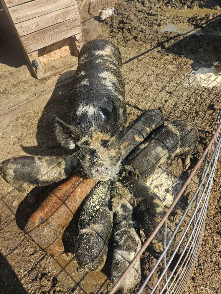 Kunekune Piglets