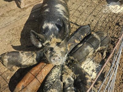 Kunekune Piglets