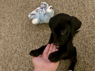 Hound / Black Lab