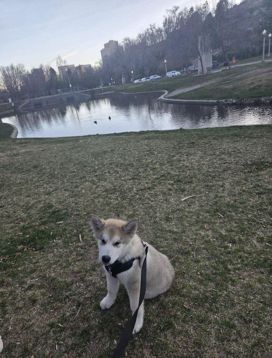 Alaskan Malamute Puppy
