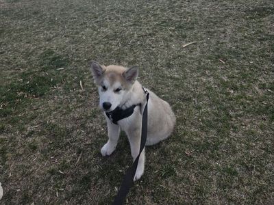 Alaskan Malamute Puppy