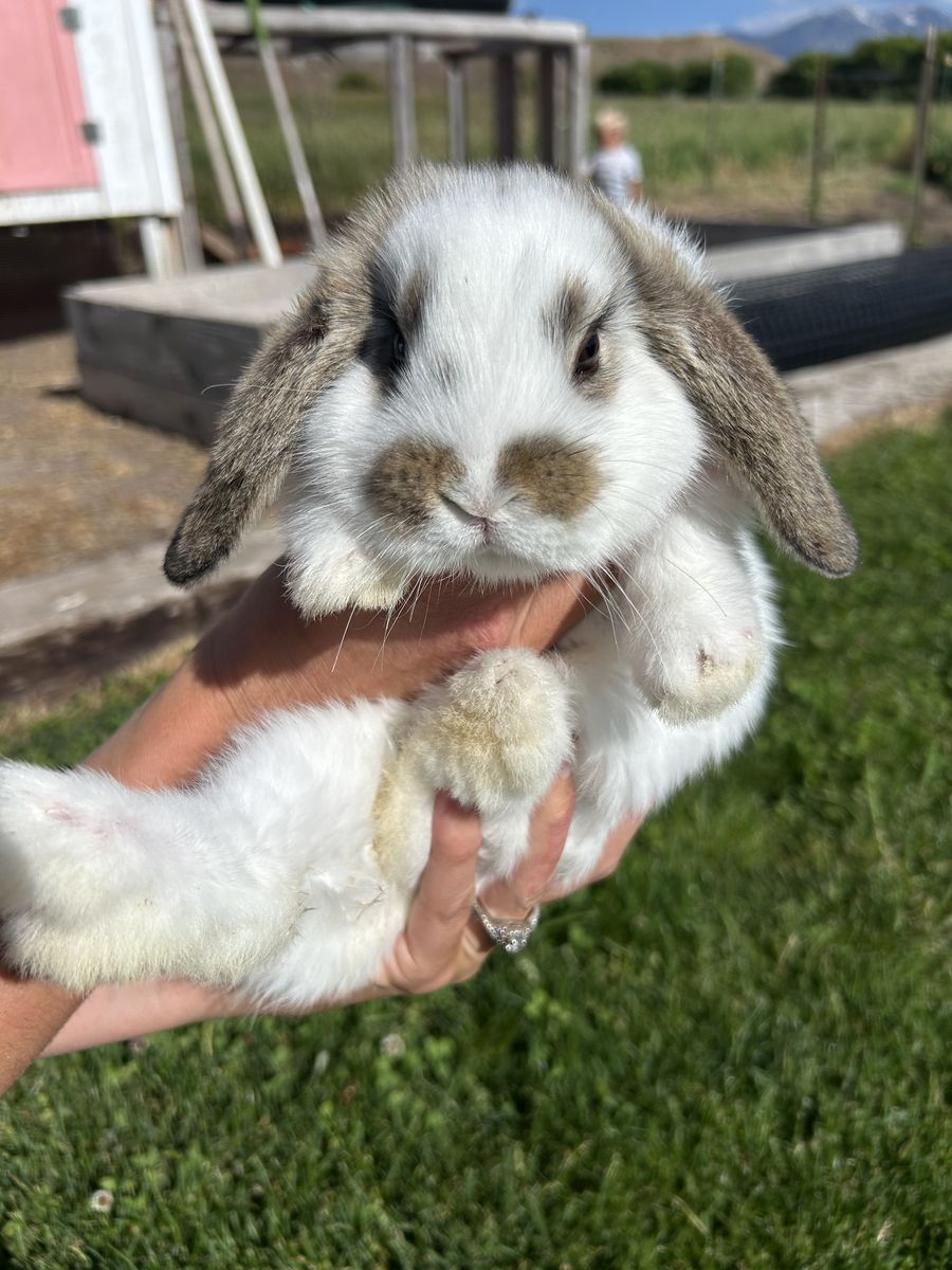 Mini lop bunny