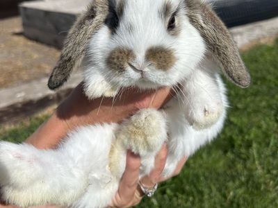 Mini lop bunny