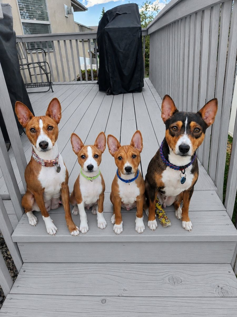 AKC Registered Purebred Basenji Male Puppy - Red & White