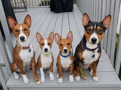 AKC Registered Purebred Basenji Male Puppy - Red & White