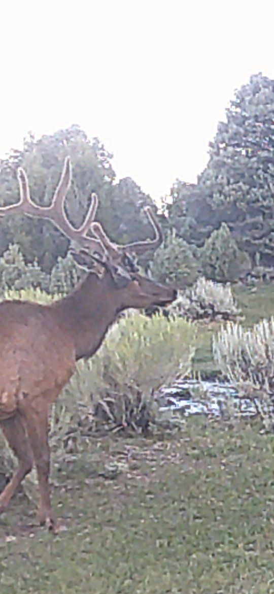 Elk hunts