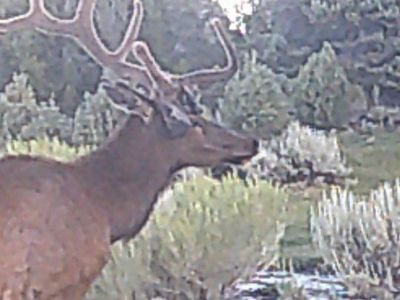 Elk hunts