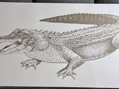 Alligator Picture