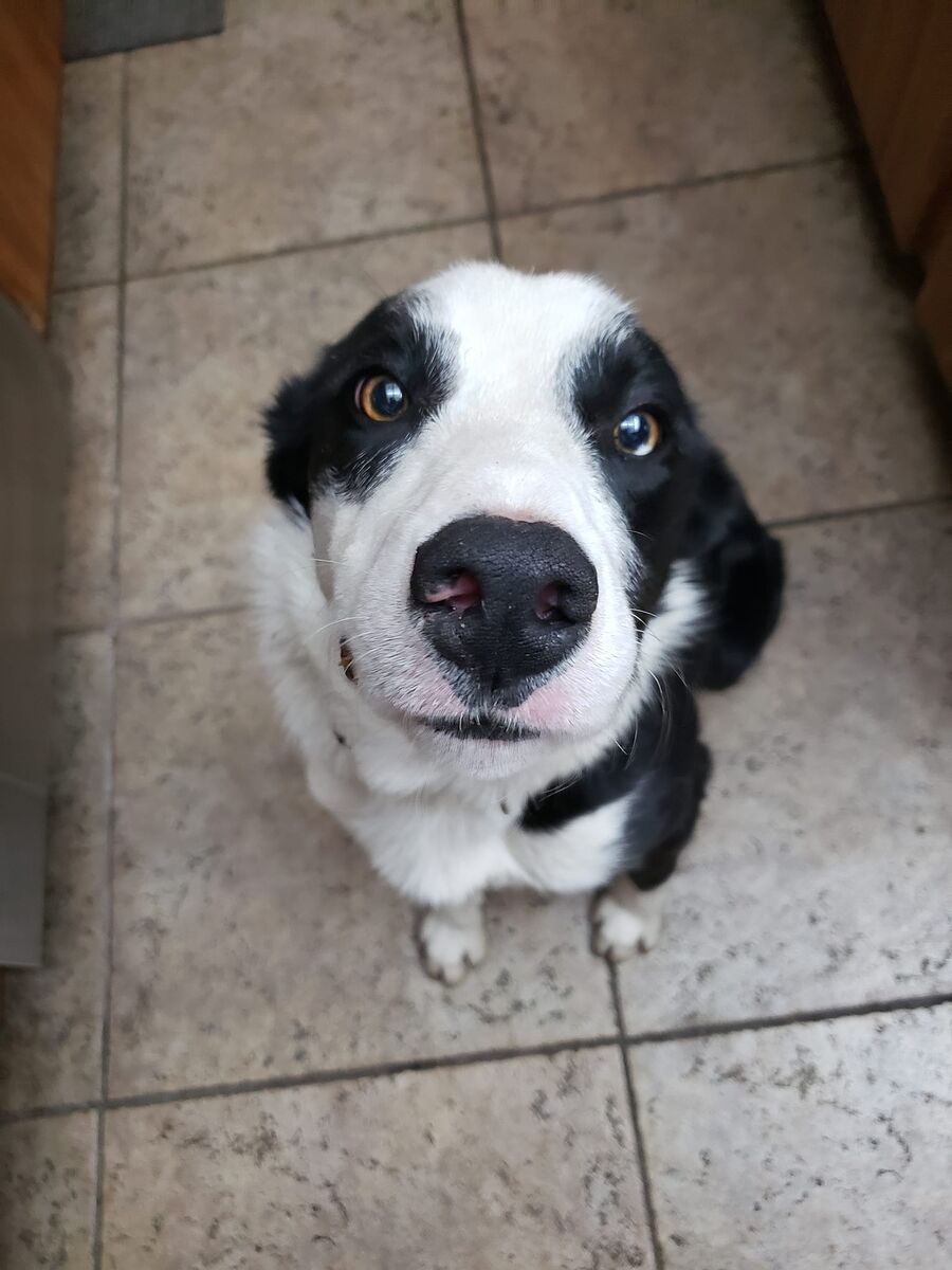 Border Collie - Needs a new home