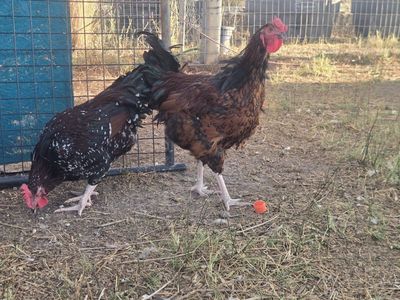 speckled Sussex roosters