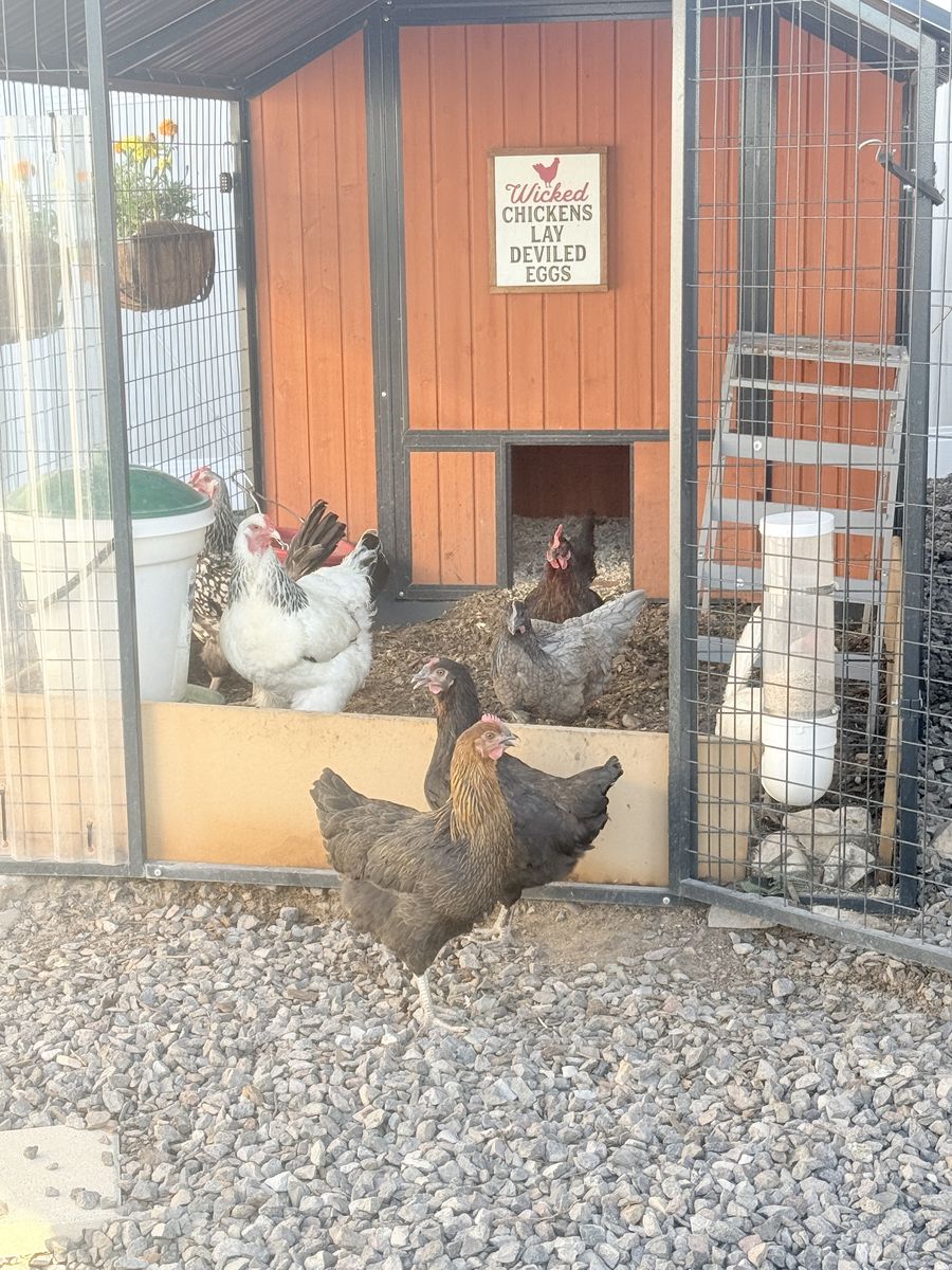 Chickens for sale