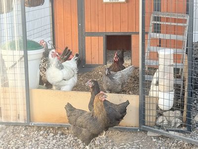 Chickens for sale