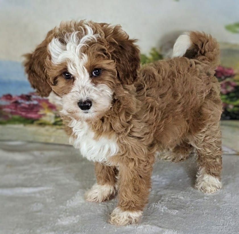Sweet Girl Mango – Micro Bernedoodle $2200
