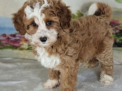 Sweet Girl Mango – Micro Bernedoodle $2200