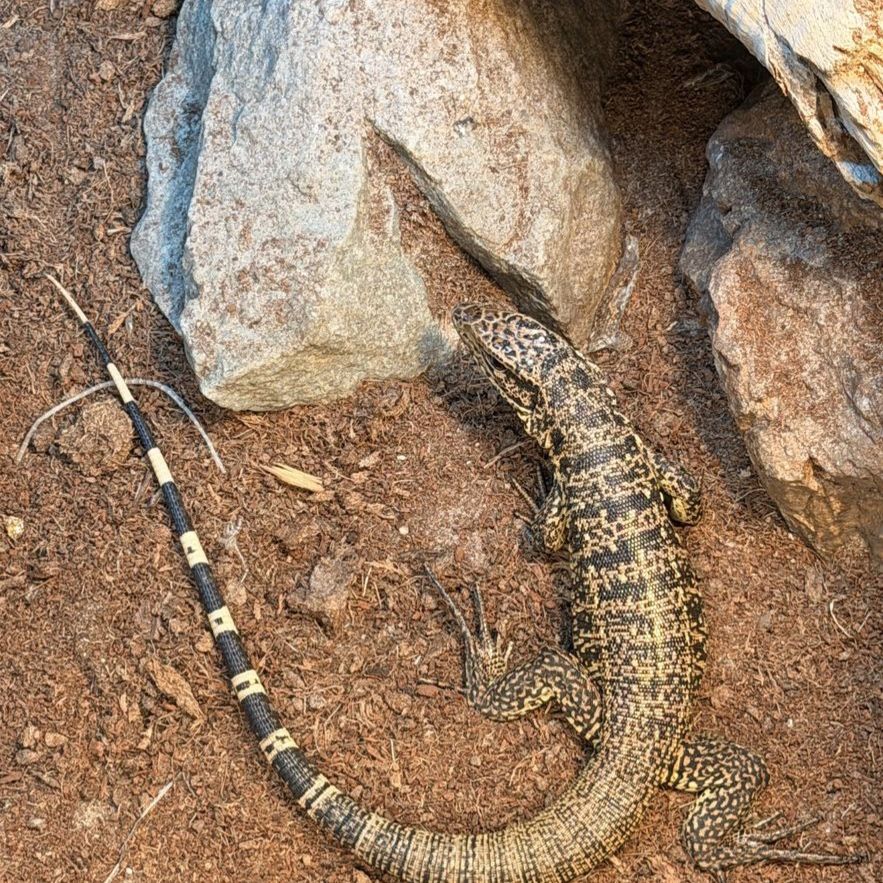 Colombian tegu