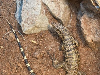 Colombian tegu