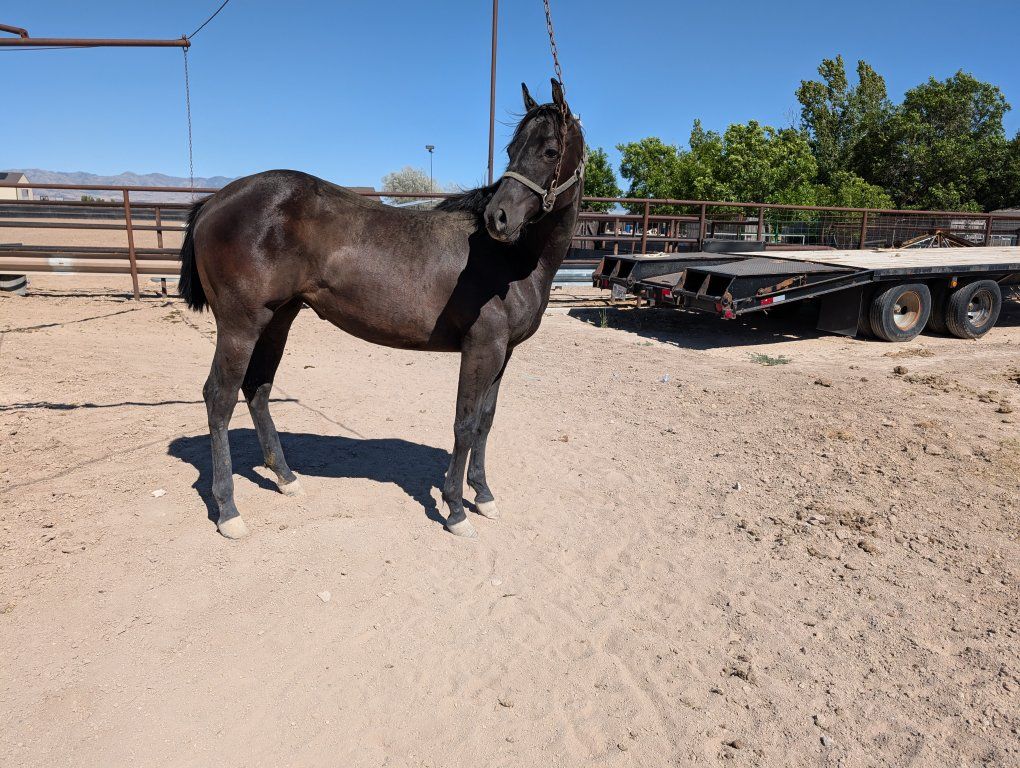 Yearling Filly--Performance Prospect