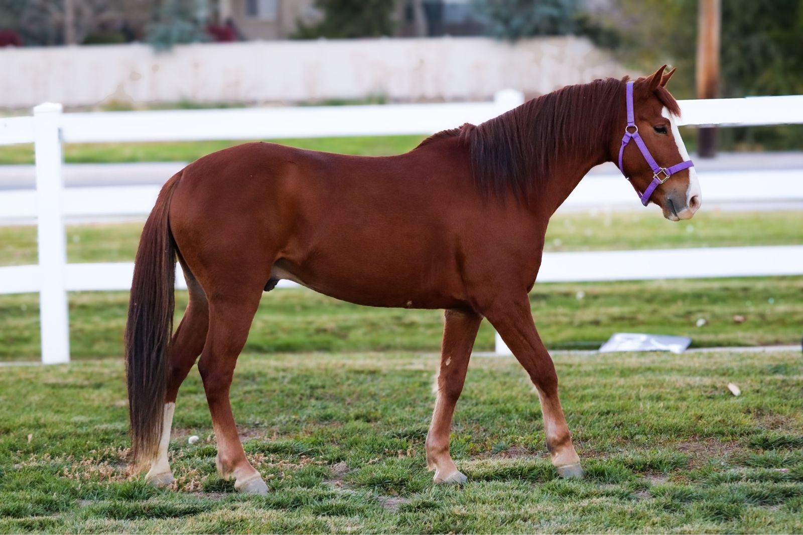 Quarter Horse (Grade)