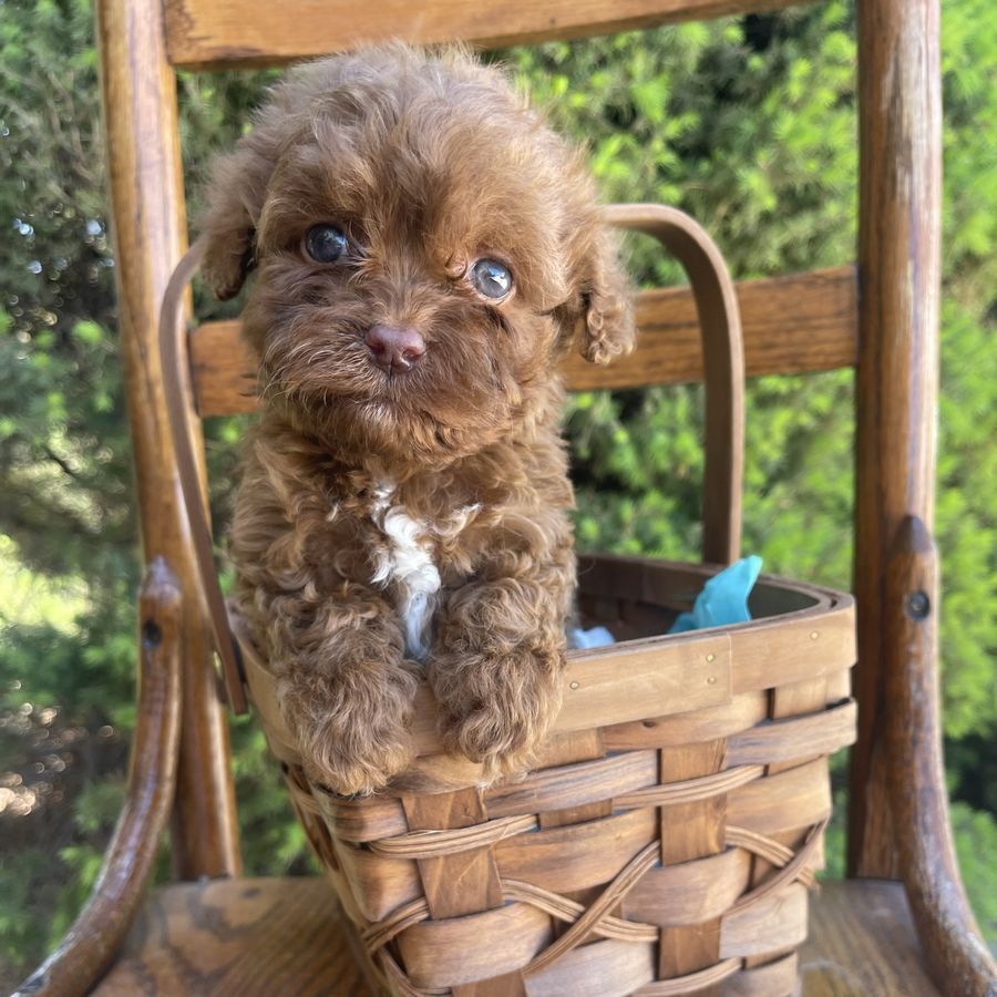 Teacup Cockapoos 5lb-8lbs