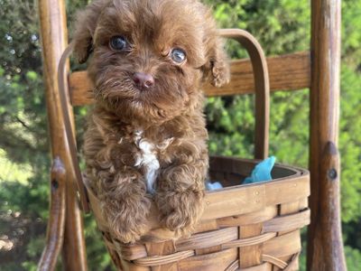 Teacup Cockapoos 5lb-8lbs