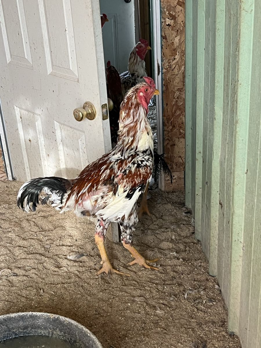 Large Palawan Chickens