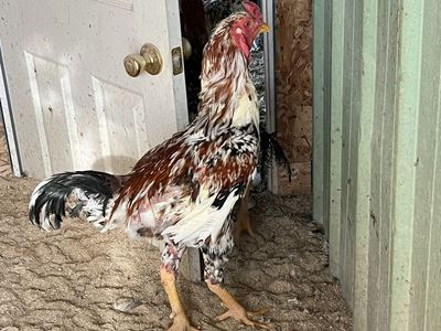 Large Palawan Chickens