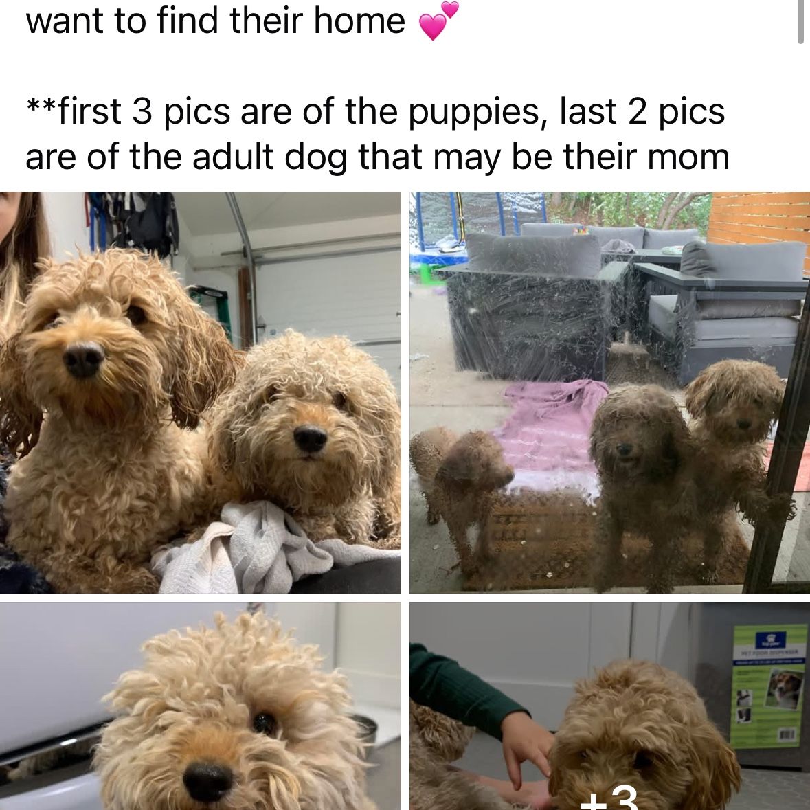 FOUND 3 petite Goldendoodles - Olympus Cove