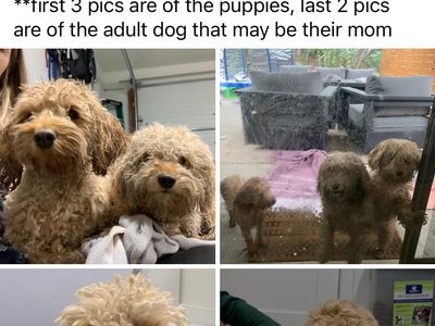 FOUND 3 petite Goldendoodles - Olympus Cove