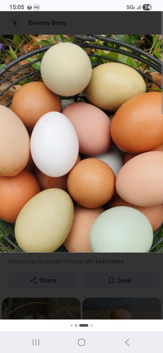 Farm fresh free range eggs