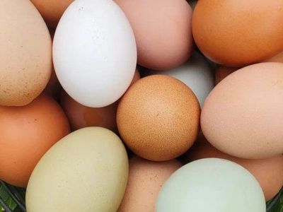 Farm fresh free range eggs