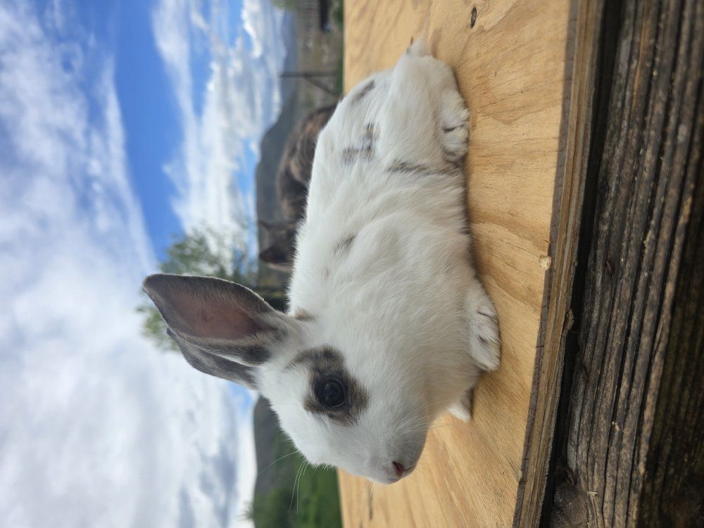 new zealand / cal meat mix rabbits