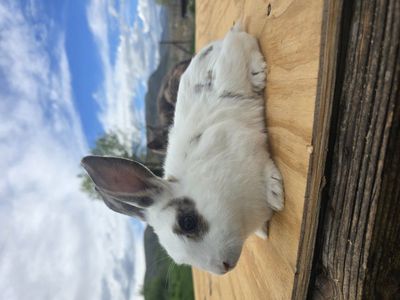 new zealand / cal meat mix rabbits