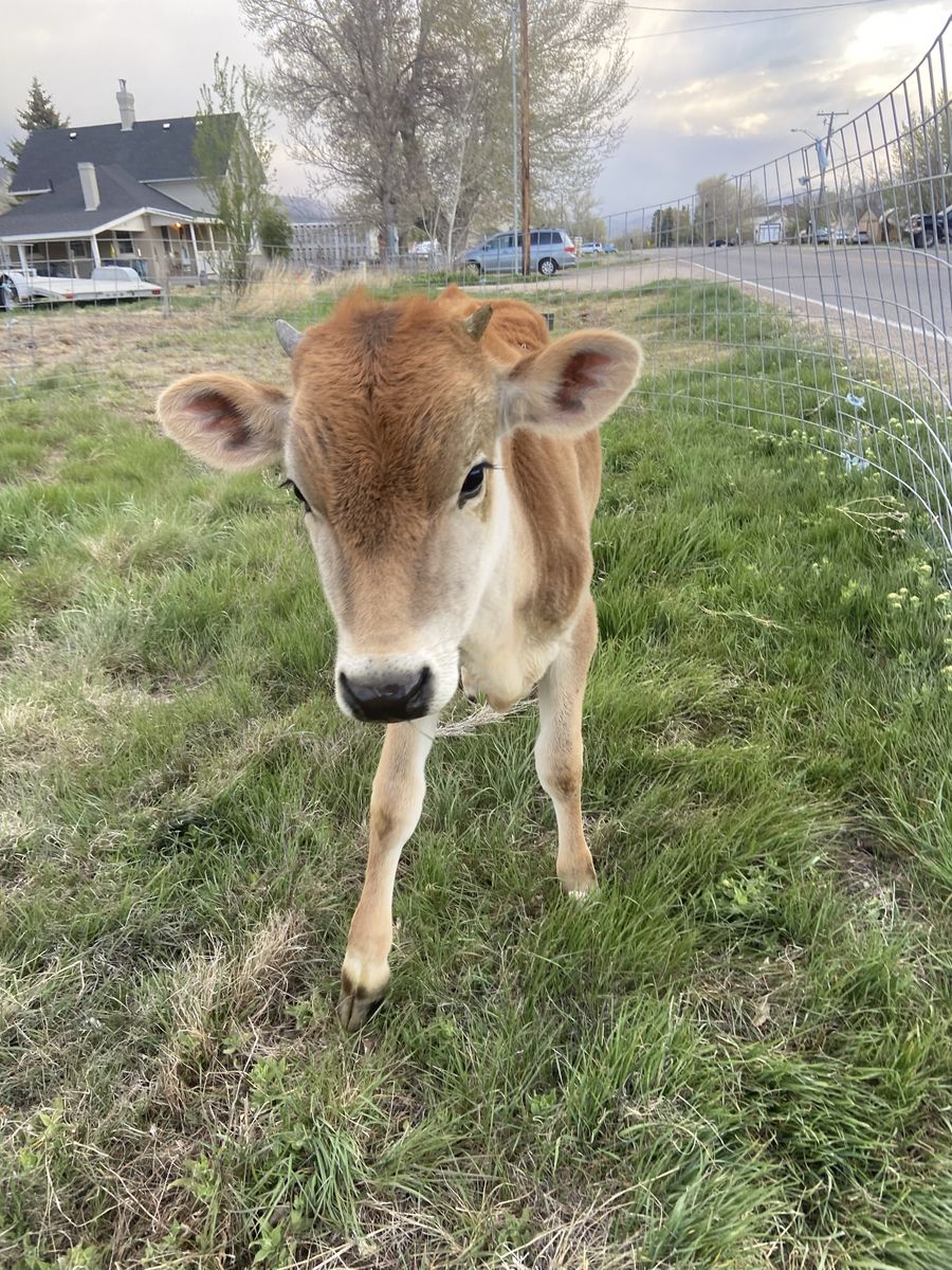 Jersey heifer