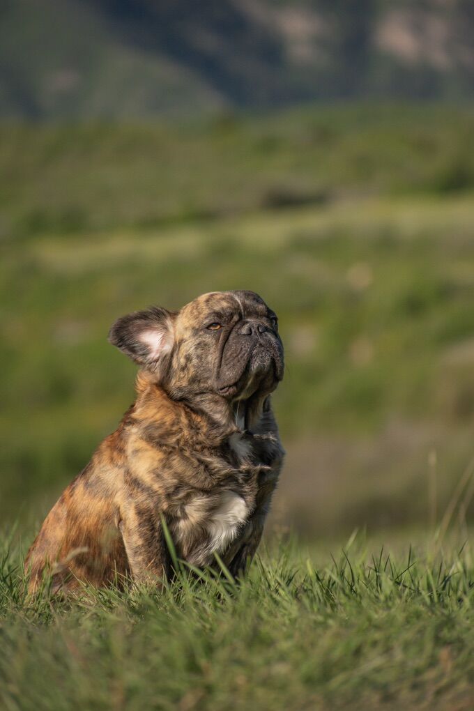 AKC FLUFFY FRENCH BULLDOG STUD