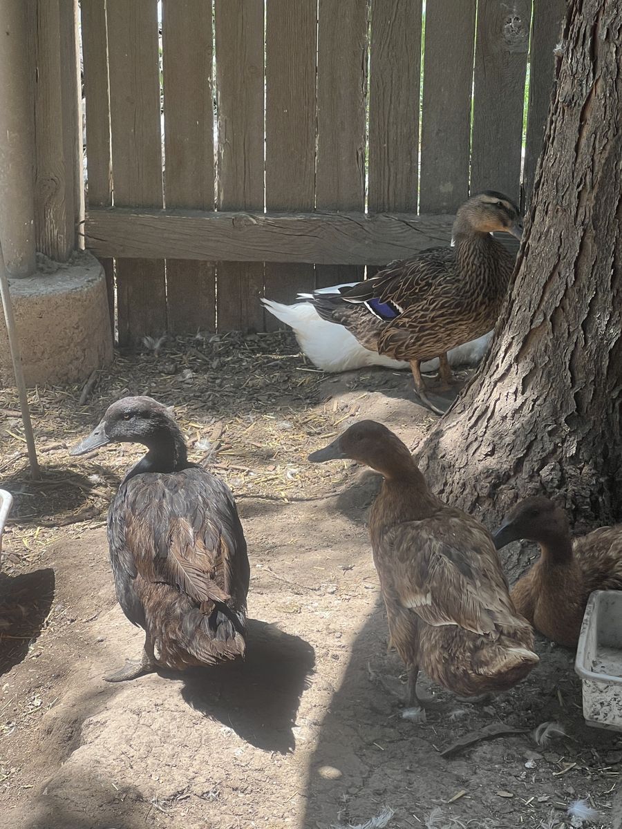 2 hens (Khaki and Cayuga)