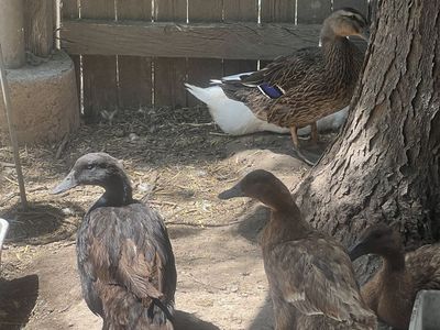 2 hens (Khaki and Cayuga)