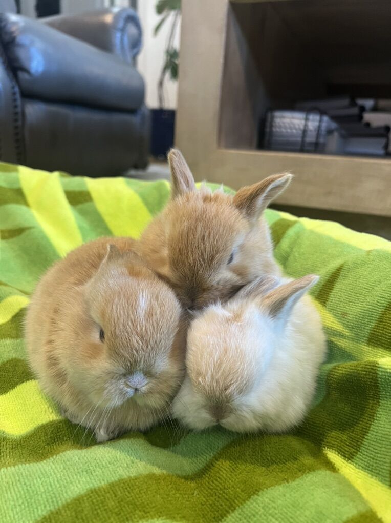 Baby bunnies