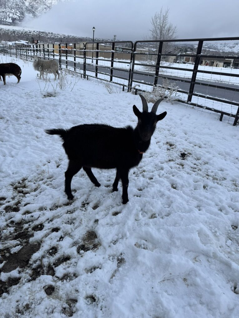 Alpine Wether Pack Goat 10 Month Old
