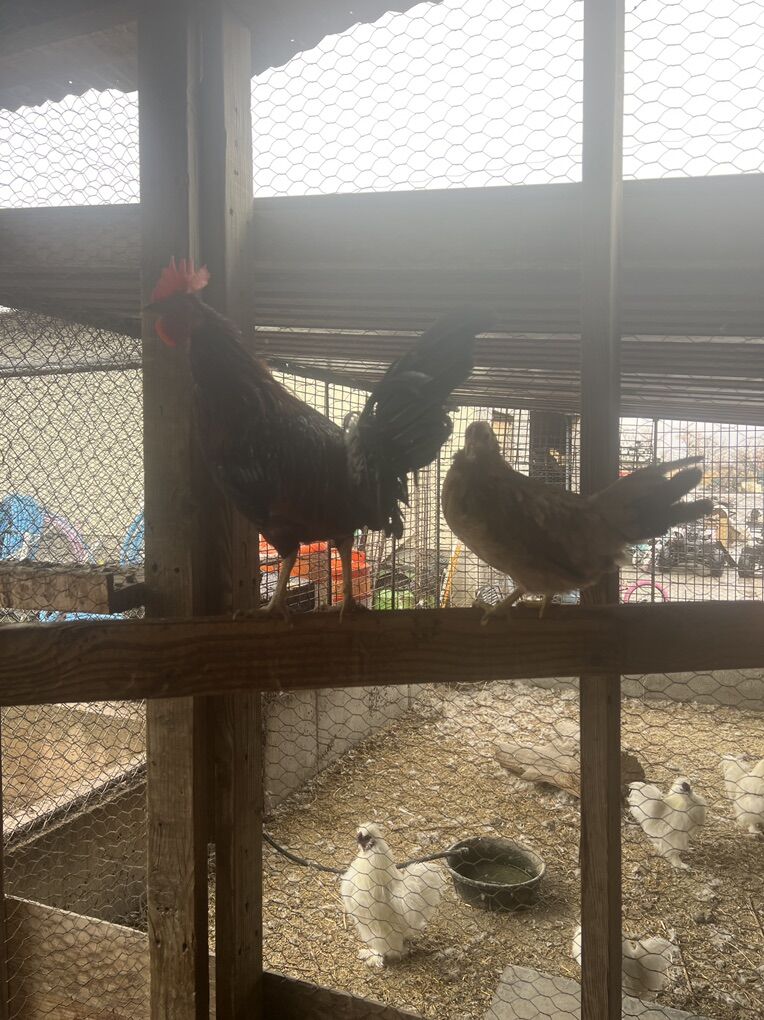 Game Chickens