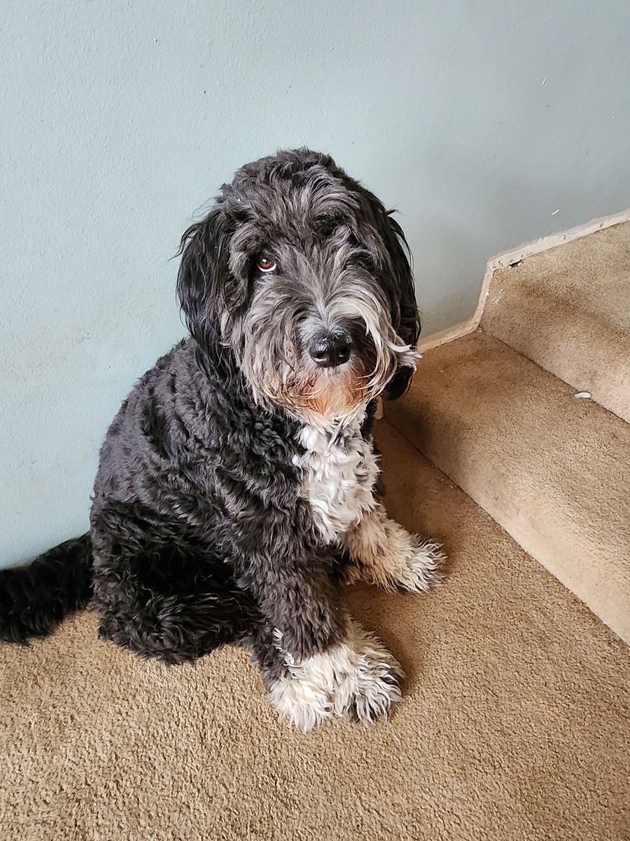 Dog - doodle