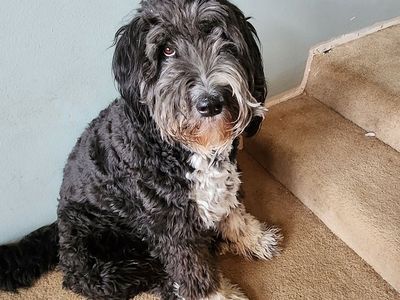 Dog - doodle
